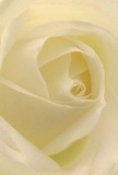 This close-up draws you deep into the luminous heart of a cream-hued rose-the very picture of purity and grace as curated by expert Camden florists. The petals wrap around each other in small, careful spirals, delicate as mist over Regent's Canal at dawn; their surface is so fine and light that you can almost imagine the coolness of morning dew collecting along the folds. Gentle, natural light creates rippling shadows between layers of ivory and cream, lending the bloom an almost ethereal calm. The atmosphere is tranquil-a silent companion to new beginnings or moments of remembrance within Camden's vibrant neighbourhood. This rose, quietly radiant and understated in its perfection, communicates the deepest admiration and sympathy without a word, ideal for marking occasions both joyful and poignant. The suggestion of a sweet, gentle scent hovers just out of reach, as if carried indoors from a nearby Primrose Hill park. It's a testament to the care and thoughtful artistry embedded in every floral arrangement prepared for Camden's diverse community.